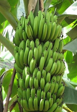 Banana plant