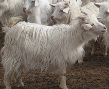 Cashmere goat Cashmere goat