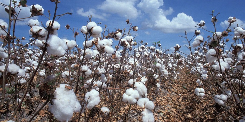 Cotton Field