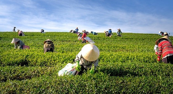 Harvesting