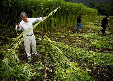 Hemp harvest