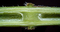 inside a Nettle stem