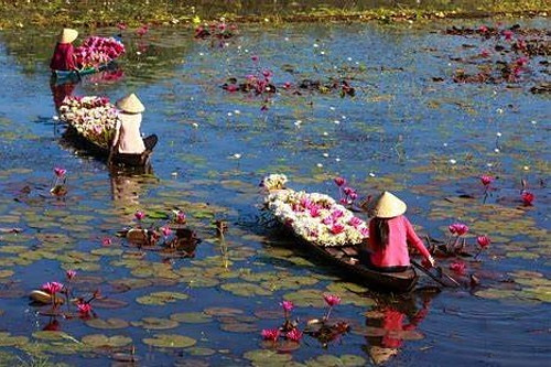 Lotus flower harvest