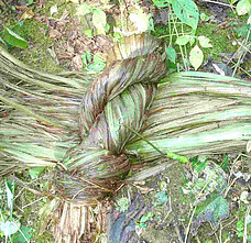 Nettle stems