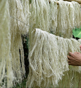 Pineapple fiber drying