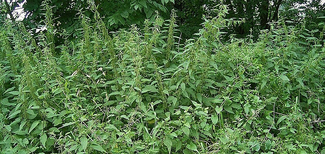 Stinging Nettles