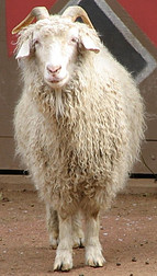 Angora Goat