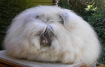 Angora Rabbit