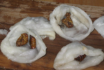 double silk cocoon