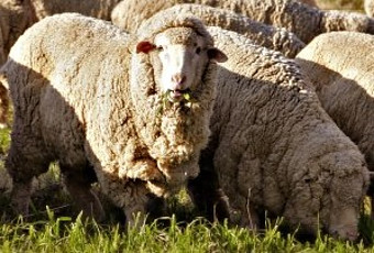 Merino Sheep