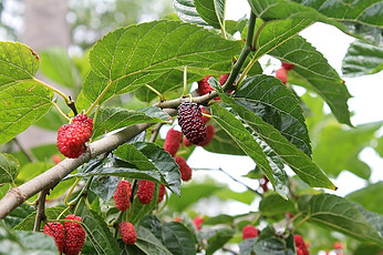 Mulberry tree