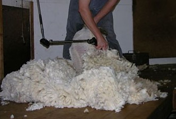 Shearing Merino sheep