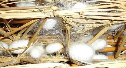 Silk cocoons between straw