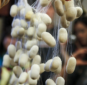 Silkworm cocoons