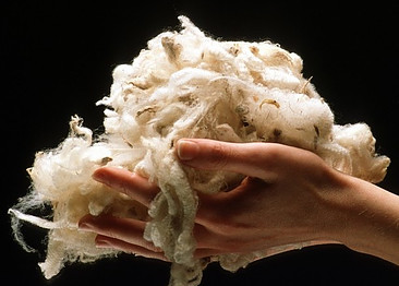 Wool before scouring