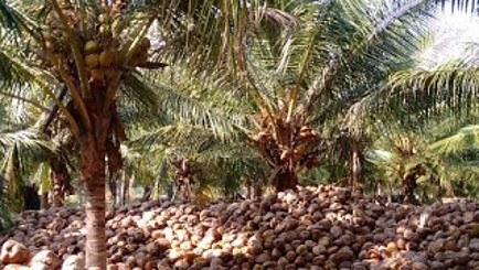 Coconut trees and husks