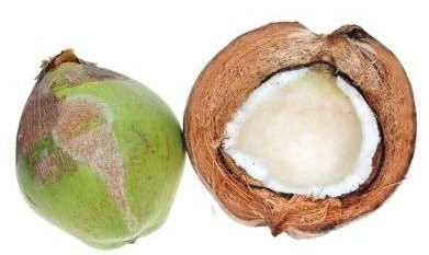 Coconut