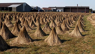 Flax Harvest
