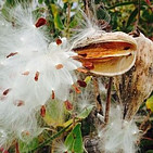 Cellulose fibers from milkweed