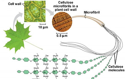 cellulose in plants