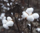 cellulosic fibers from cotton