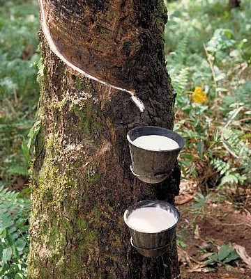 Harvesting latex