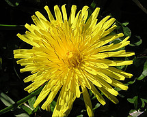 Rubber from dandelion flowers