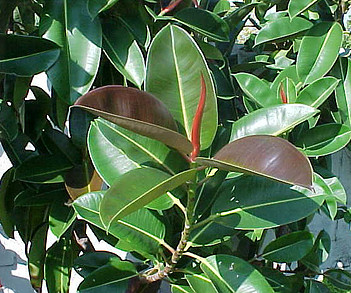 O que é a borracha? rubber plant