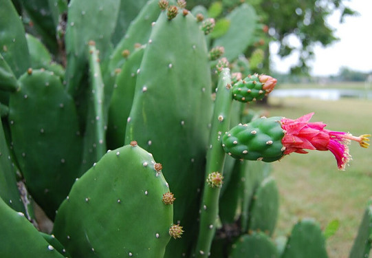 Cactus plant used for plant based vegan leather