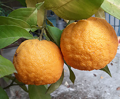 Orange fiber textile from citrus waste