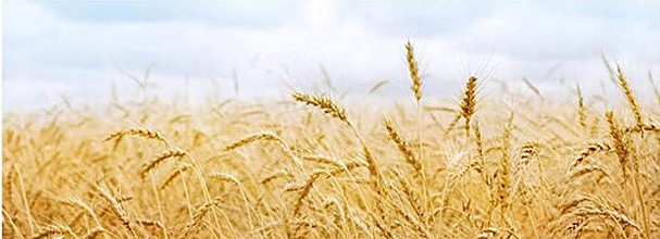RAW STRAWS 100% Biodegradable Wheat Straws Durable Eco Friendly Organic 200