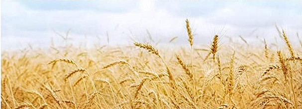 Wheat straw