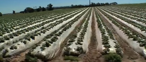 Corn starch plastic horticultural mulch film
