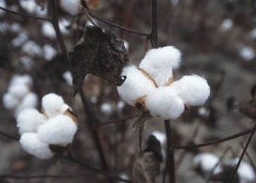 organic cotton plant