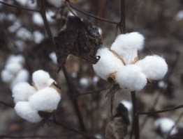 Cotton fiber ready to be harvested