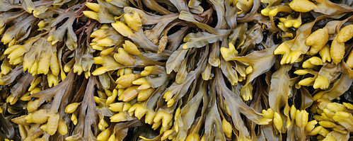 Knotted Wrack seaweed is used to make what is seaweed fabric then