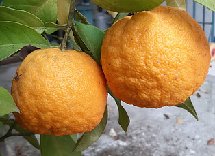 Organge fiber is made from citrus waste products