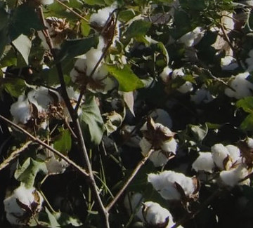 organic cotton plant for making organic cotton men jeans