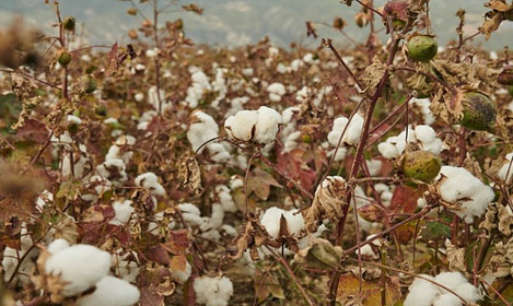 Organic cotton is grown without toxic chemicals or GMO seeds