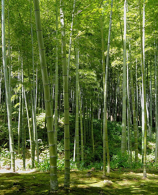 Bamboo is perfect for hypoallergenic underwear for men