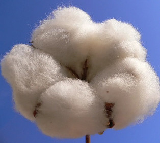 Cotton plant being used in the most natural disposable diapers